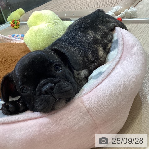 フレンチ・ブルドッグの写真
