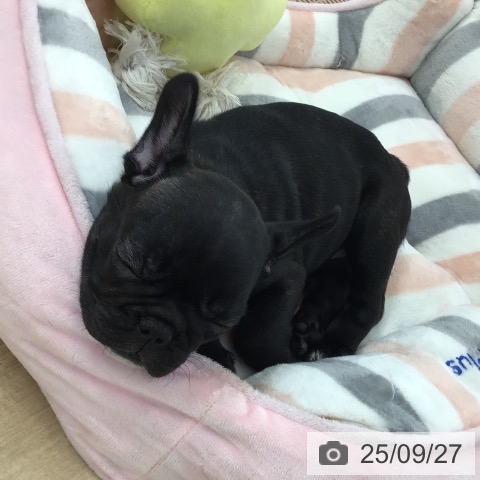 フレンチ・ブルドッグの写真