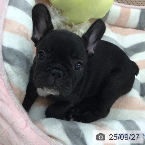 フレンチ・ブルドッグの写真