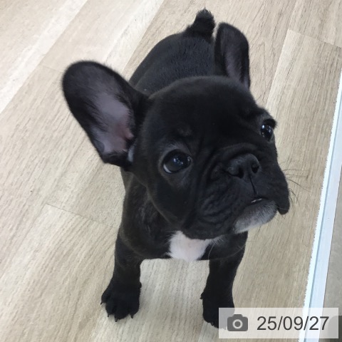 フレンチ・ブルドッグの写真