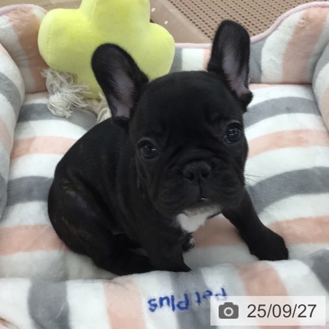 フレンチ・ブルドッグの写真