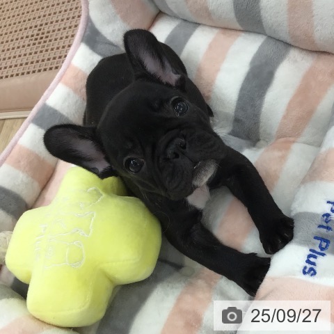 フレンチ・ブルドッグの写真