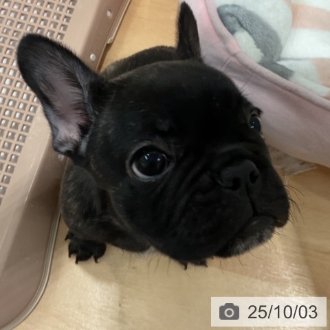 フレンチ・ブルドッグの写真