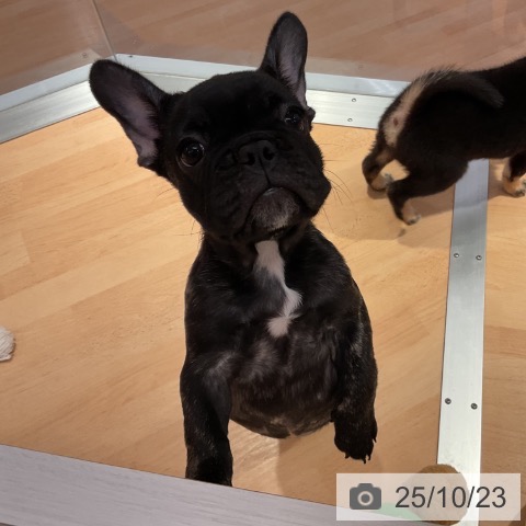 フレンチ・ブルドッグの写真