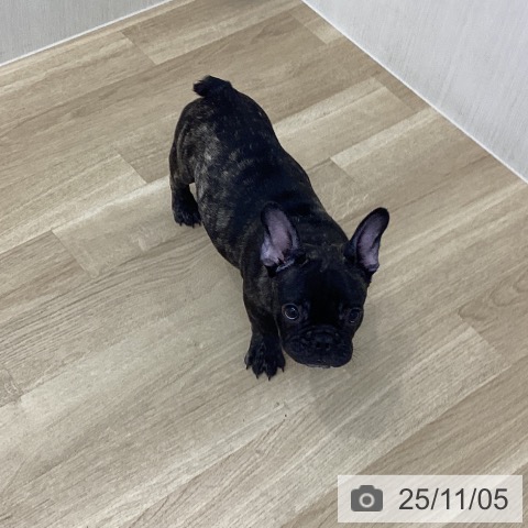 フレンチ・ブルドッグの写真