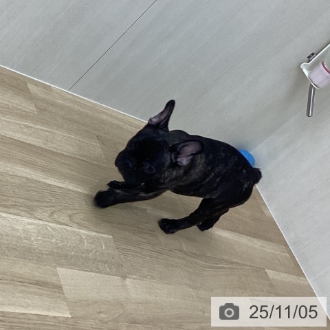 フレンチ・ブルドッグの写真