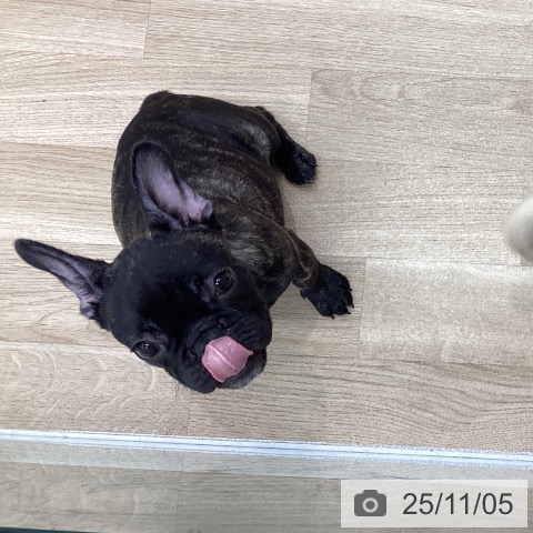 フレンチ・ブルドッグの写真