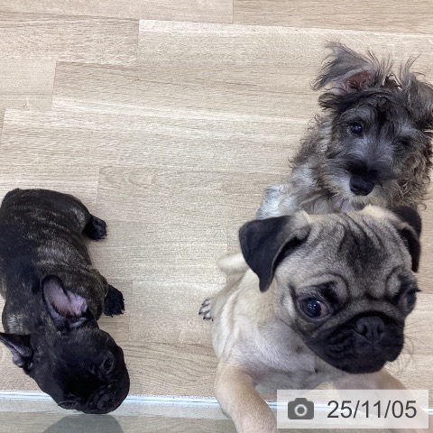 フレンチ・ブルドッグの写真