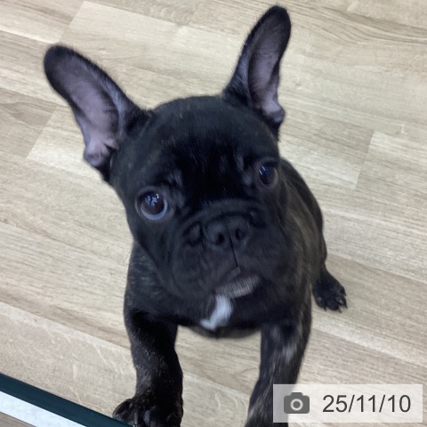 フレンチ・ブルドッグの写真