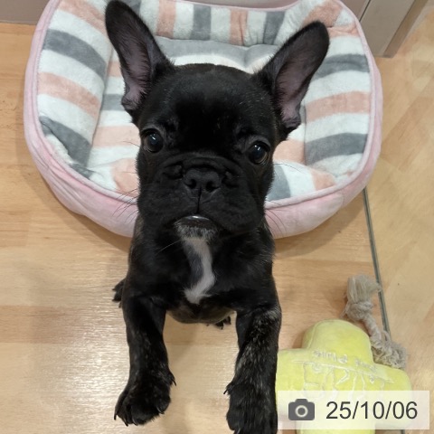 フレンチ・ブルドッグの写真