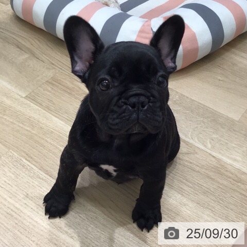 フレンチ・ブルドッグの写真
