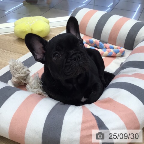 フレンチ・ブルドッグの写真