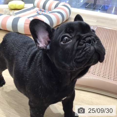 フレンチ・ブルドッグの写真