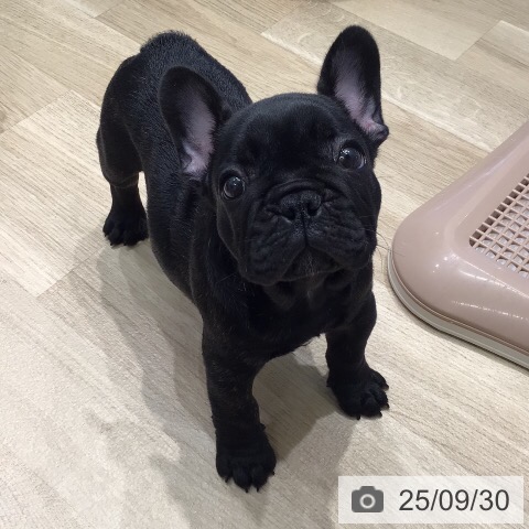 フレンチ・ブルドッグの写真