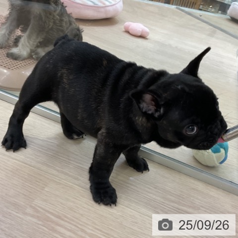 フレンチ・ブルドッグの写真