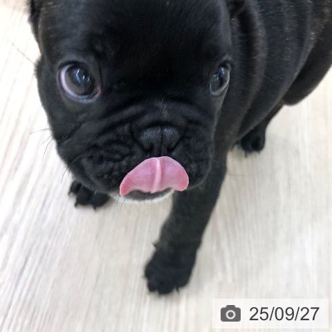 フレンチ・ブルドッグの写真