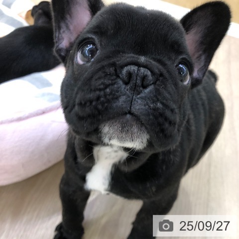 フレンチ・ブルドッグの写真