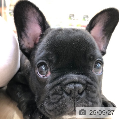 フレンチ・ブルドッグの写真