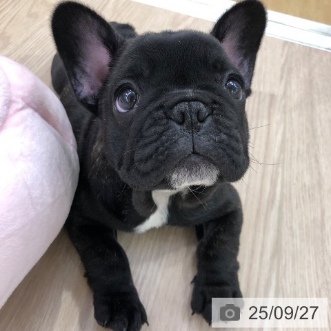 フレンチ・ブルドッグの写真
