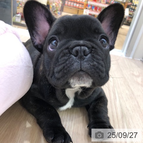 フレンチ・ブルドッグの写真