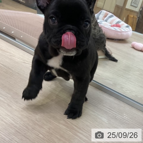 フレンチ・ブルドッグの写真