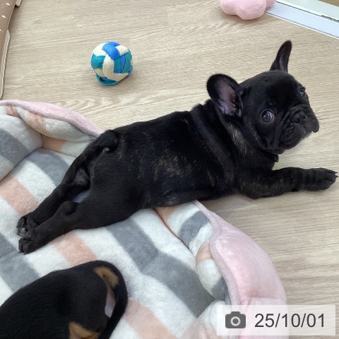フレンチ・ブルドッグの写真