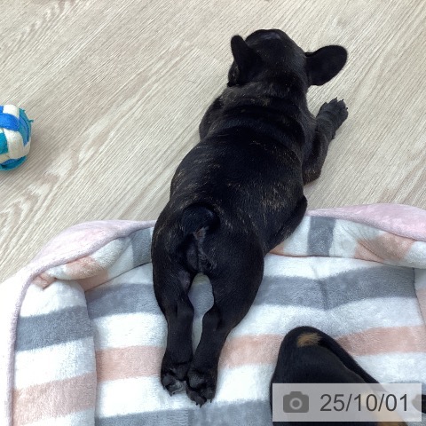 フレンチ・ブルドッグの写真