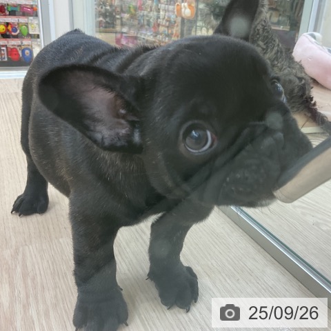 フレンチ・ブルドッグの写真
