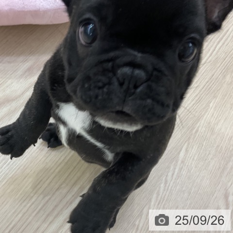 フレンチ・ブルドッグの写真