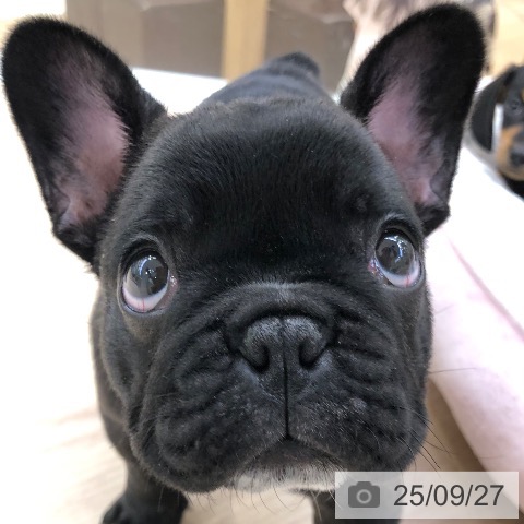 フレンチ・ブルドッグの写真