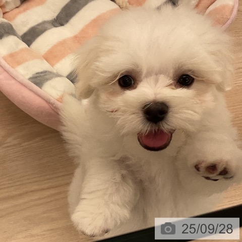 マルチーズの写真