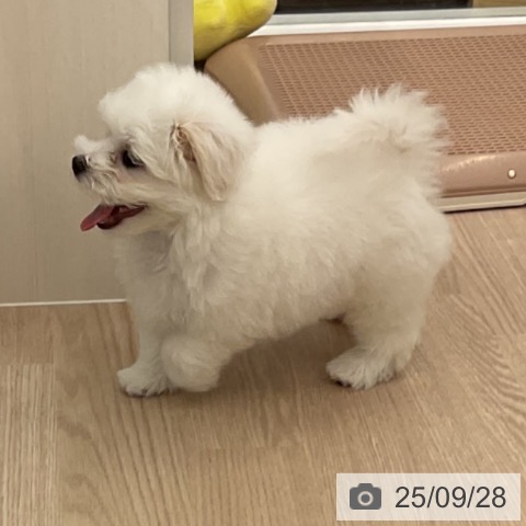 マルチーズの写真