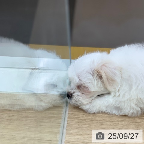 マルチーズの写真
