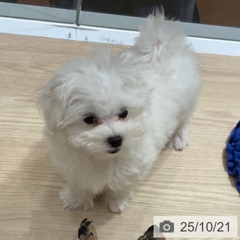 マルチーズの写真