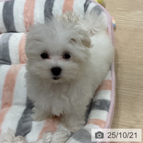 マルチーズの写真