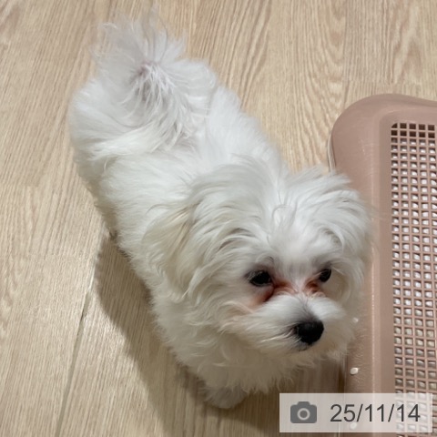 マルチーズの写真