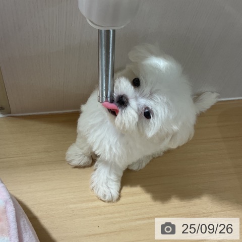 マルチーズの写真