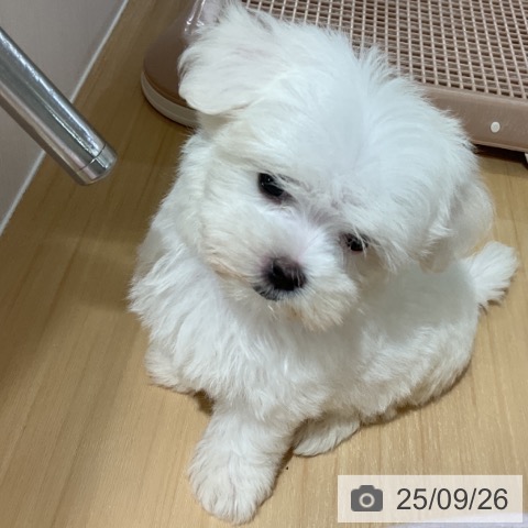 マルチーズの写真