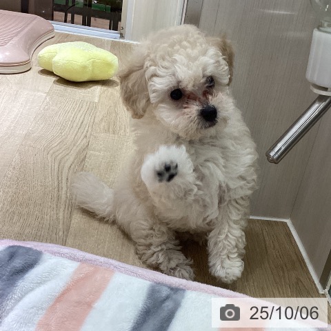 トイ・プードルの写真