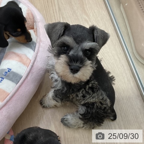 ミニチュア・シュナウザーの写真