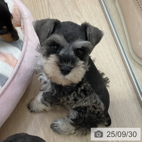 ミニチュア・シュナウザーの写真