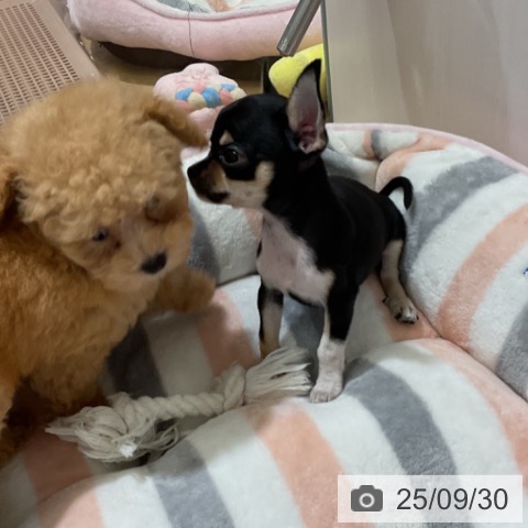 チワワの写真