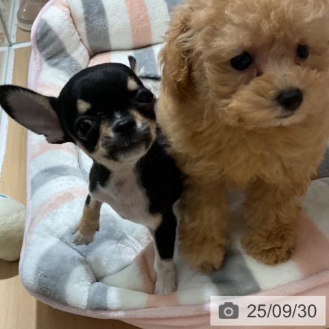 チワワの写真