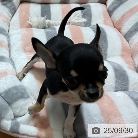 チワワの写真