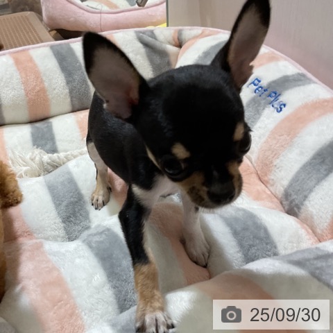 チワワの写真