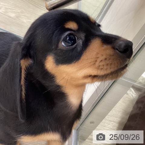 ミニチュア・ダックスフンドの写真