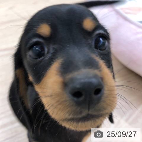 ミニチュア・ダックスフンドの写真