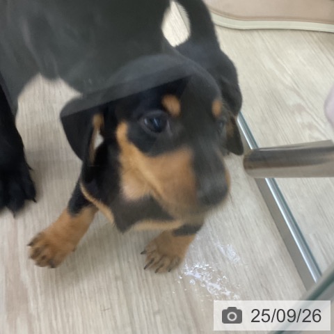 ミニチュア・ダックスフンドの写真