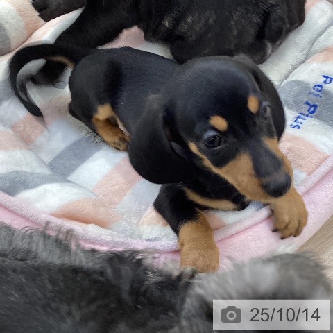 ミニチュア・ダックスフンドの写真