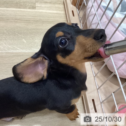 ミニチュア・ダックスフンドの写真